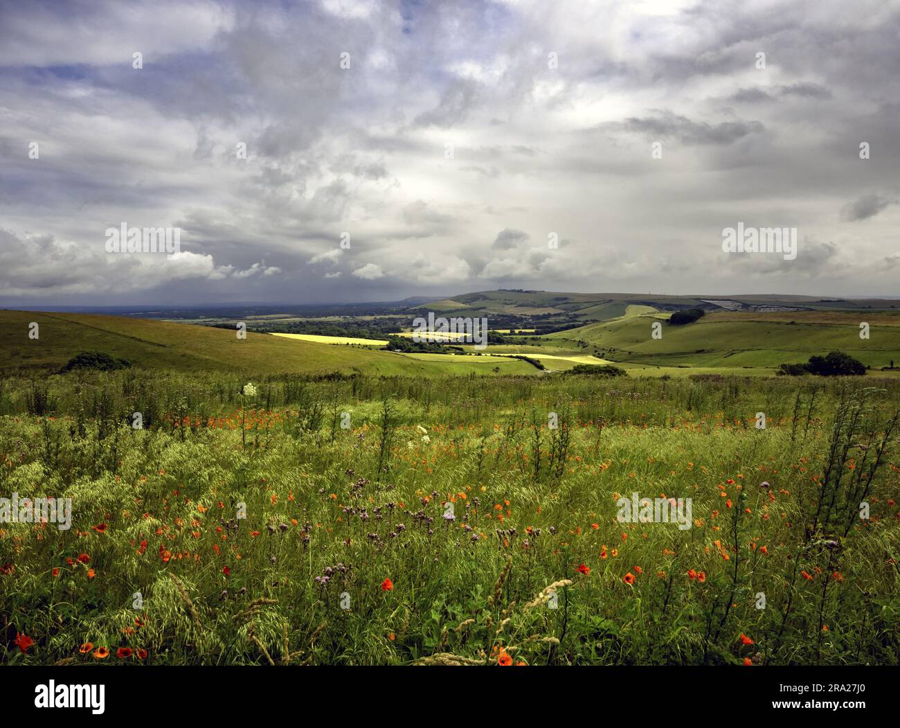 Wilde Blumen entlang der South Downes, weit über dem Adur-Tal mit Blick auf Upper Beeding, Truleigh Hill und Devil's Dyke, West Sussex, England Stockfoto