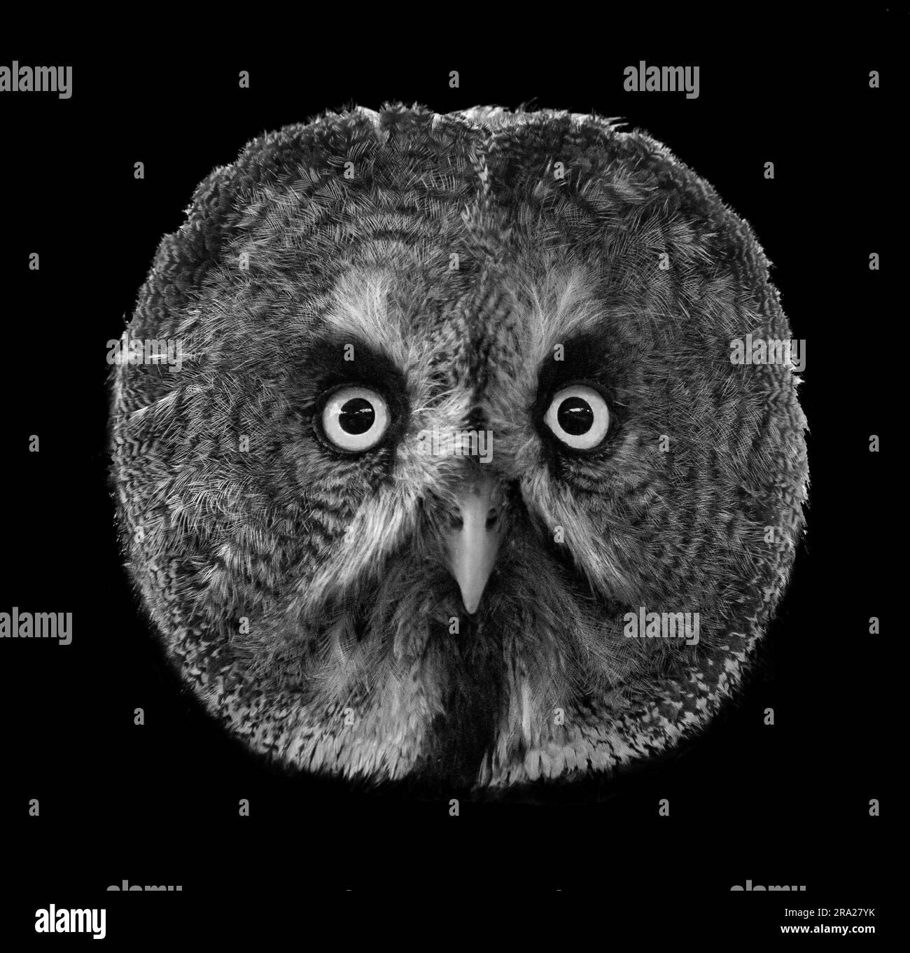 Great Grey Owl in Wild Wings, WARRINGTON ENGLAND UNGLAUBLICHE BILDER von Auge zu Auge mit Greifvögeln wurden aufgenommen. Bilder zeigen Porträts aus nächster Nähe Stockfoto