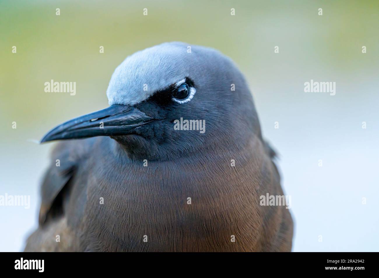 Nahaufnahme von Common Noddy (Anous stolidus), Lady Elliot Island Queensland Australien Stockfoto