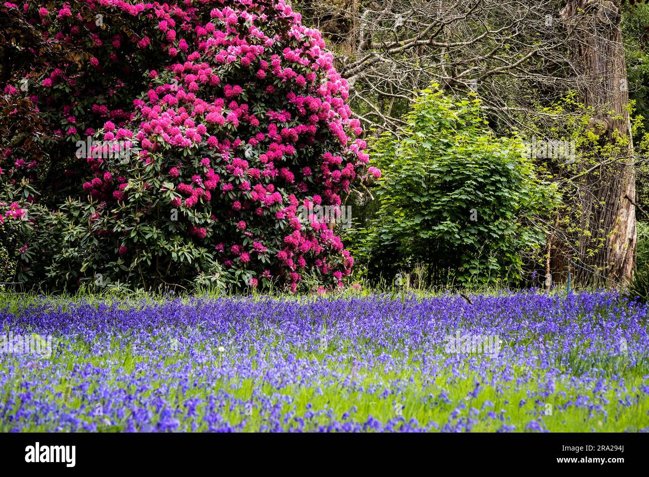 Ein Feld des Common English Bluebells Hyacinthoides ohne Schriftzug in der ruhigen Gegend; historisches Parc Lye Gebiet in Enys Gardens in Penryn in Cornwall im Vereinigten Königreich. Stockfoto