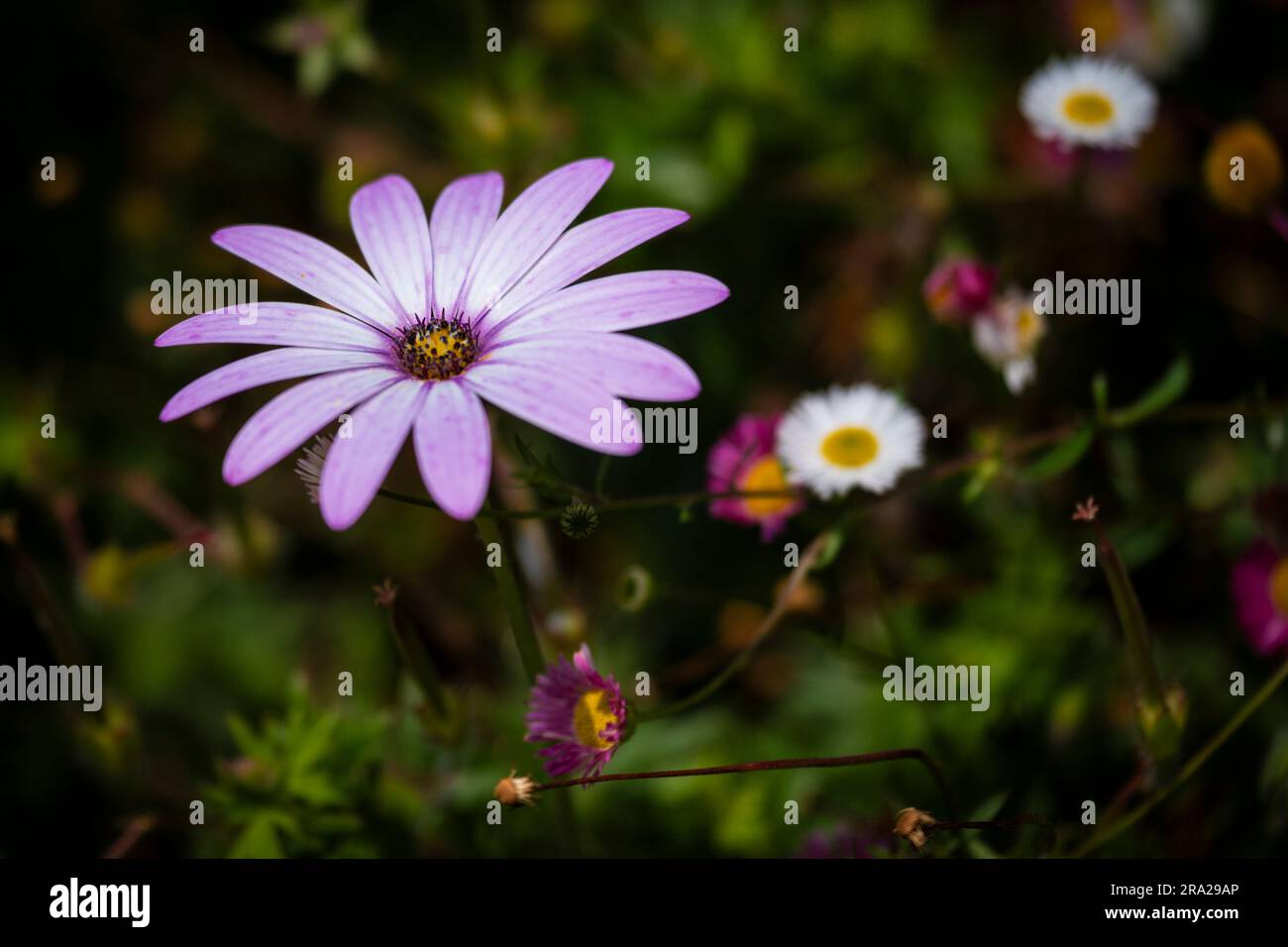 Nahaufnahme einer Osterspermum-Blume, afrikanische Daisy. Stockfoto