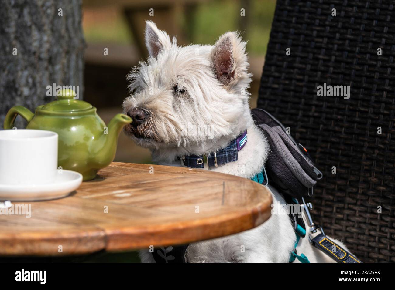 Ein Westie West Highlander White Terrier, der auf einem Stuhl an einem Tisch sitzt. Stockfoto