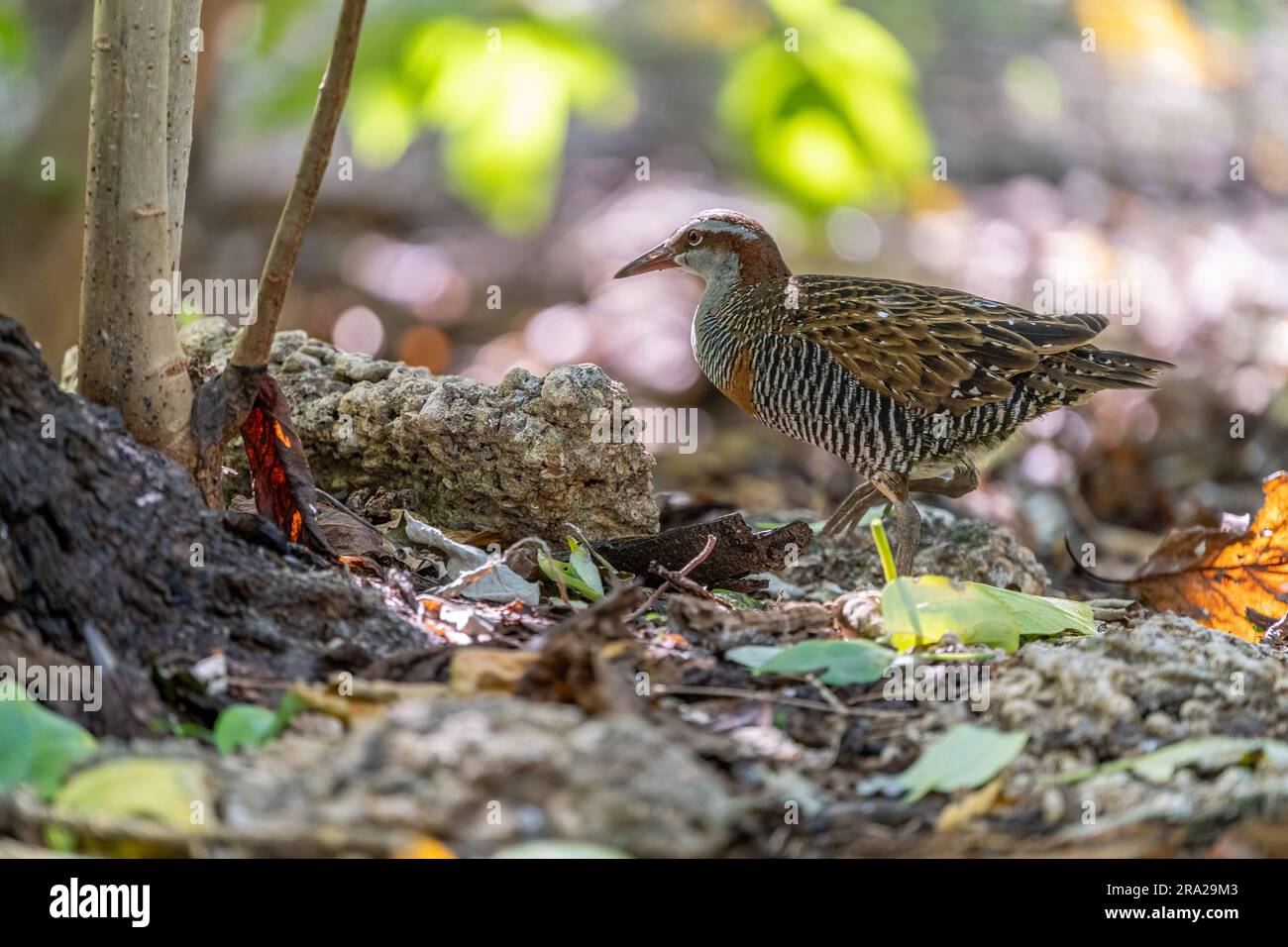 Buff-Banded Rail (Hypotaenidia philippensis) in Undergrowth, Lady Elliot Island, Great Barrier Reef, Queensland Australien. Stockfoto