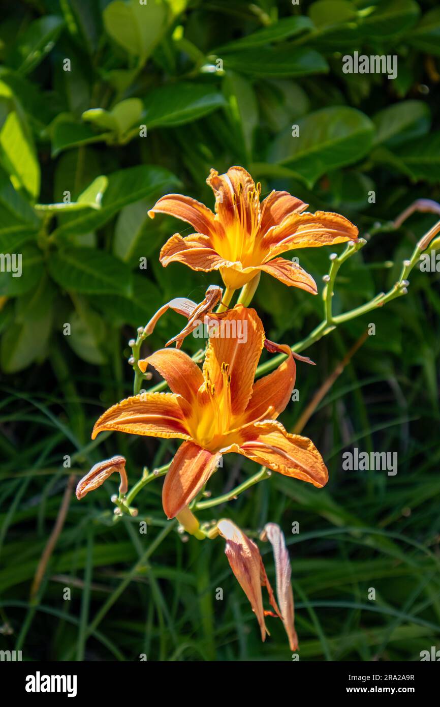 Graben Sie Lily neben der Straße Stockfoto