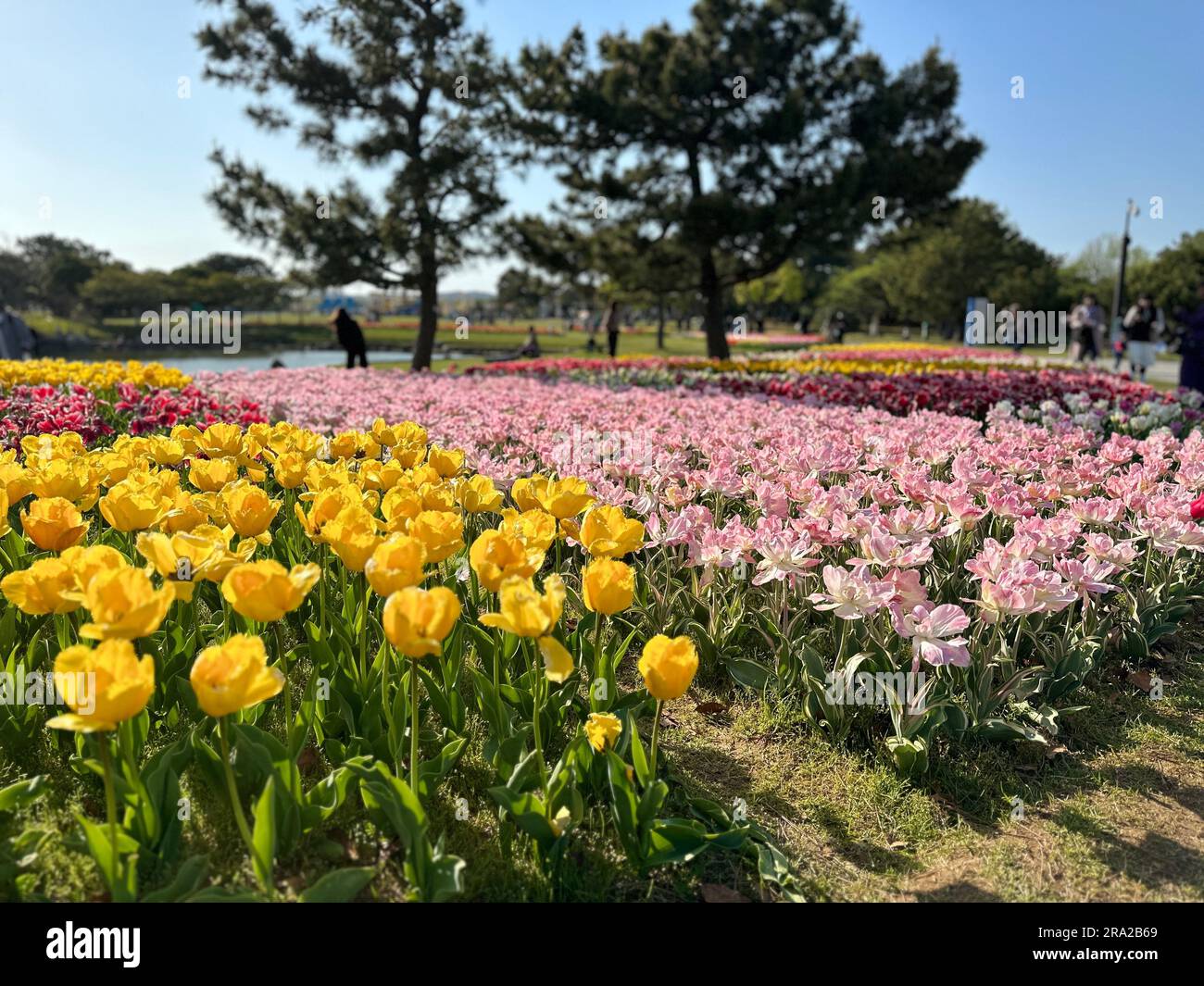 Ein Feld umgeben von rosa und gelben Tulpen Stockfoto