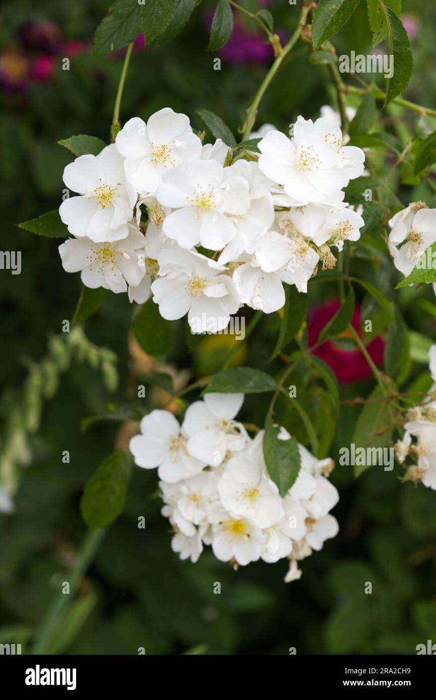 Haufen weißer Sommer-Hybrid-Moschus-Kletterrosen Rosa Darlow's Enigma im britischen Garten Juni Stockfoto