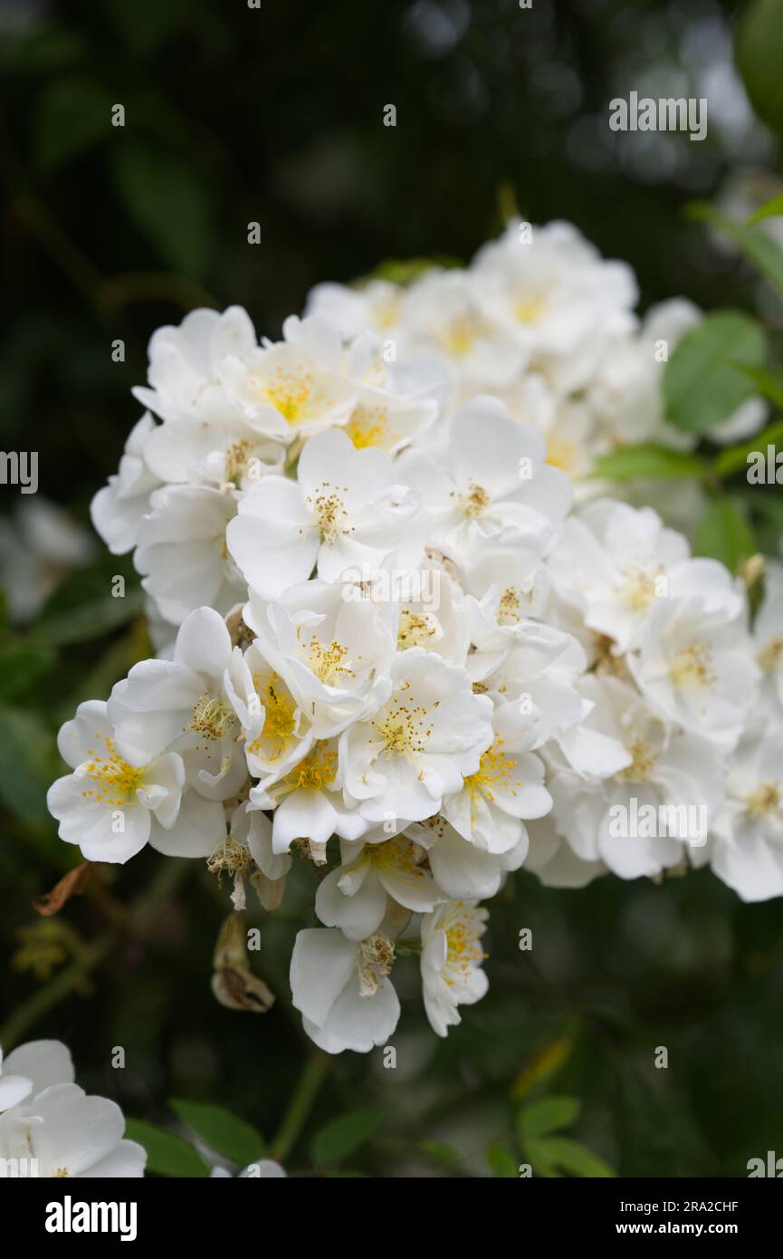 Haufen weißer Sommer-Hybrid-Moschus-Kletterrosen Rosa Darlow's Enigma im britischen Garten Juni Stockfoto