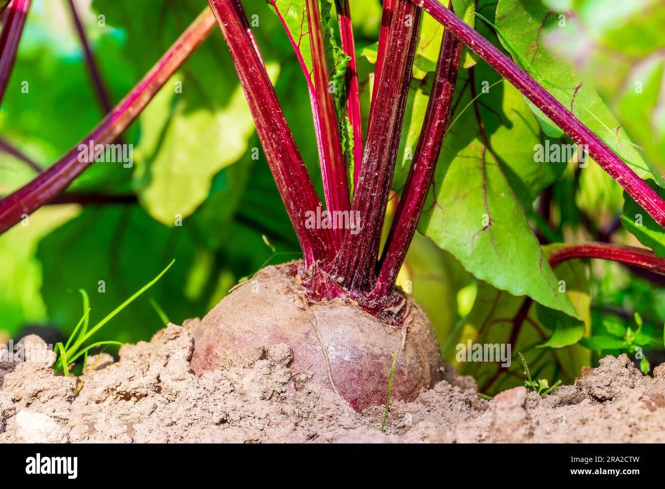 Rüben. Wurzelernte im Beet. Rüben auf dem Feld ernten, zu Hause Bio-Gartenbau Stockfoto