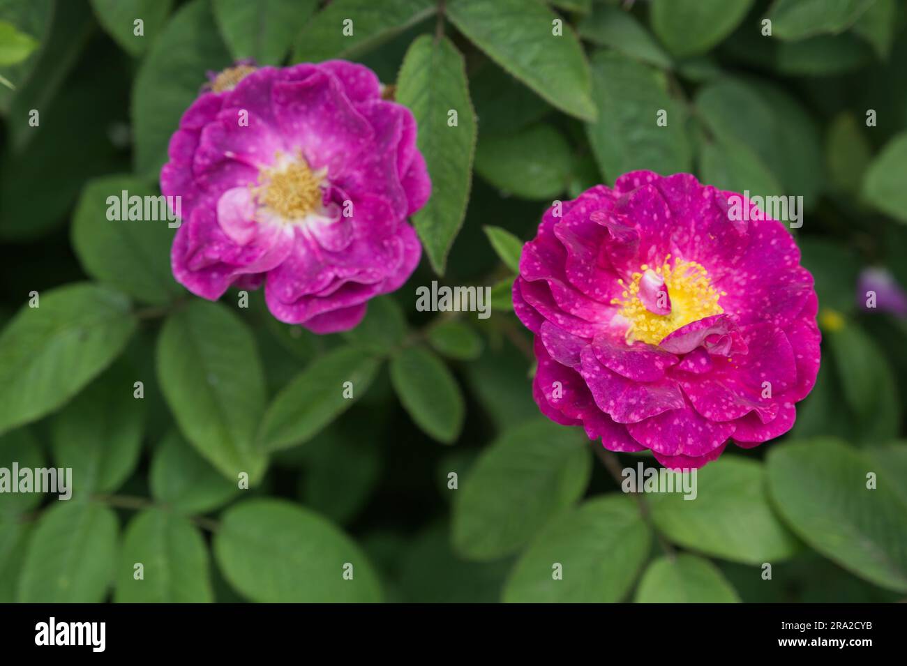 Halbviolette Rosen rosa Alain Blanchard im britischen Garten Juni Stockfoto