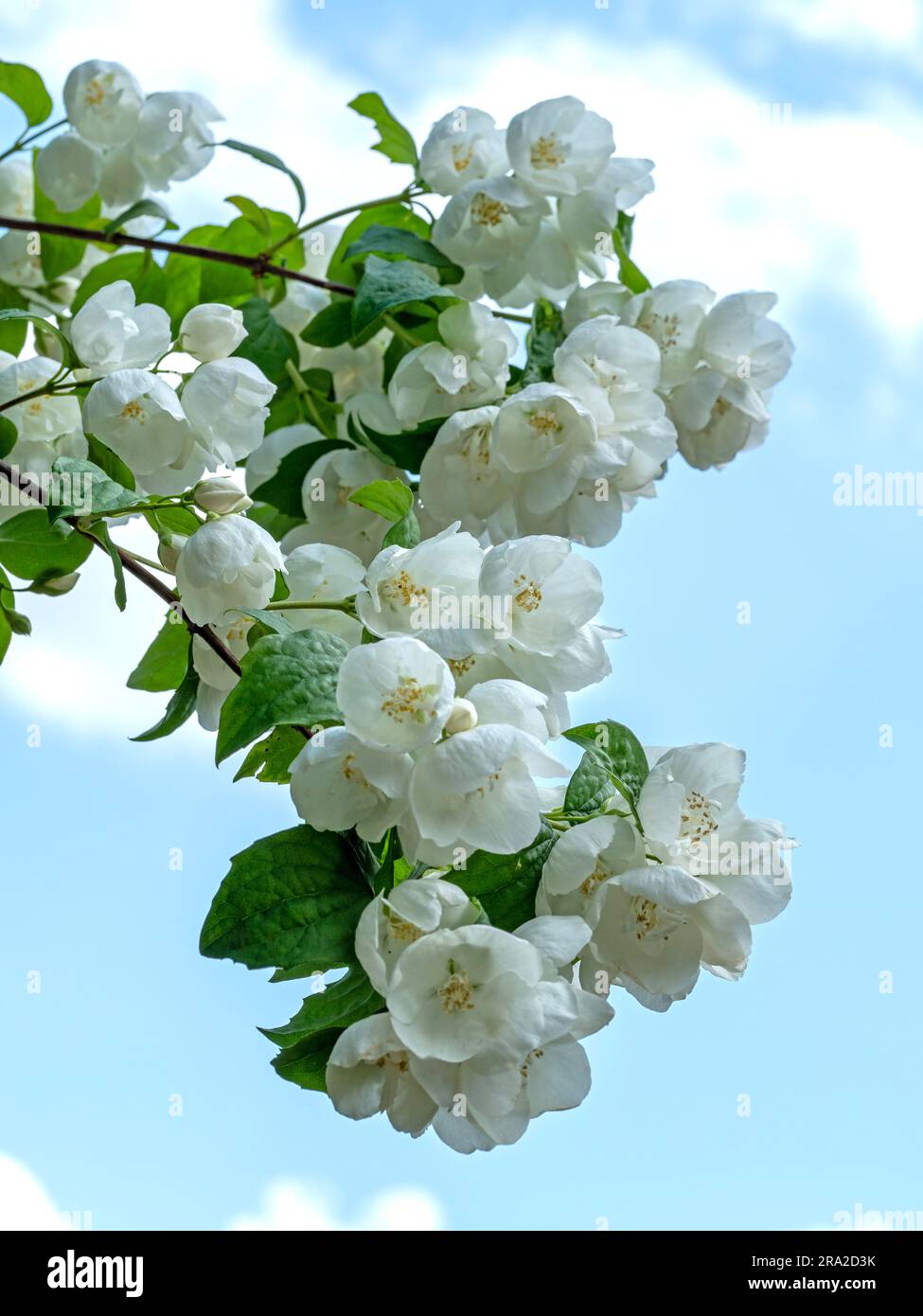 Wunderschöne süße orangefarbene Blüte vor einem blauen Himmel Stockfoto