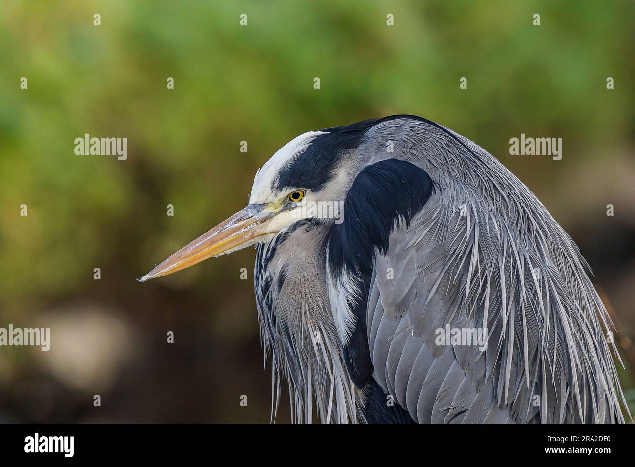 Nahaufnahme eines wilden, britischen Graureiher (Ardea cinerea), der isoliert am Ufer eines Flusses steht. Stockfoto