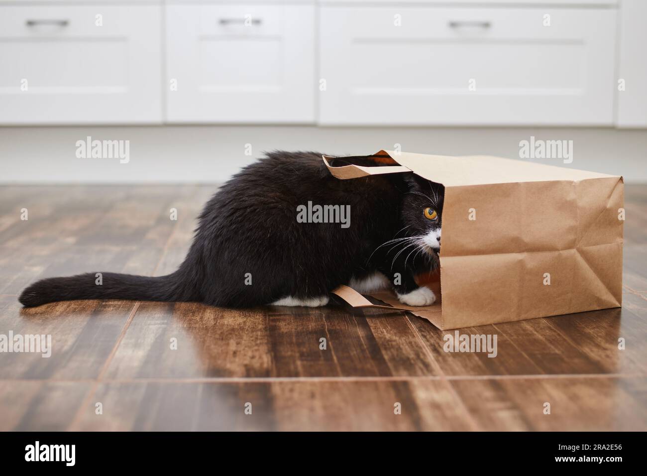 Haustier. Die ungezogene Katze sieht aus der Einkaufstasche aus. Neugierige Katze allein in der Küche. Stockfoto
