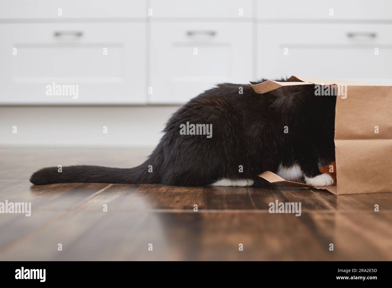 Haustier. Eine ungezogene Katze, die in eine Papiertüte schaut. Neugierige Katze allein in der Küche. Stockfoto