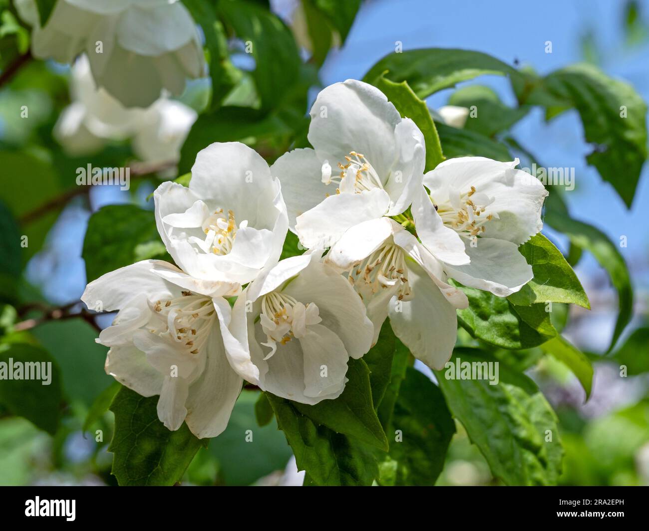 Süße orangefarbene Blüte vor einem blauen Himmel Stockfoto