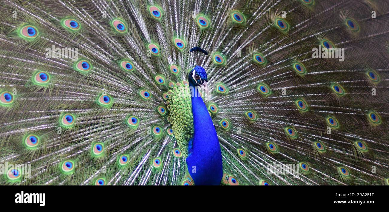 Peacock tanzt in romantischer Stimmung. Pfauentanz während der Paarungszeit. Wunderschöner Vogel, der seine Federn zeigt. Stockfoto