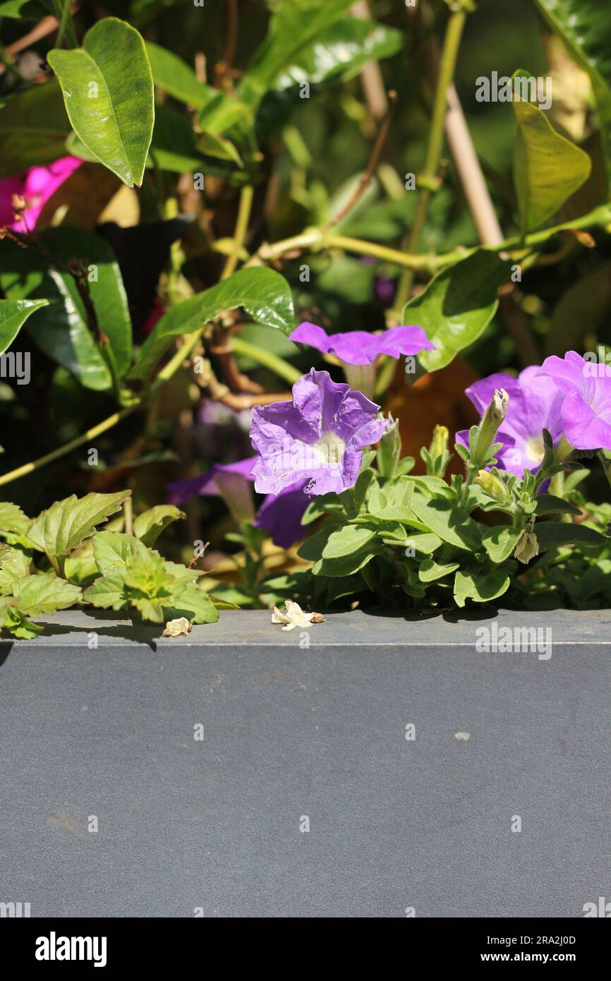 Typische violette Geraniumblumen, die im Sommerblumengarten wachsen, Stockfoto