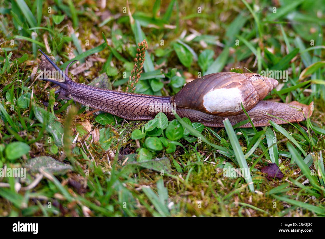 Grosse, terrestrische pulmonale Gastroipoden-Weichtiere (Fam. Arionidae?) Von Bosque de Paz, Costa Rica. Stockfoto