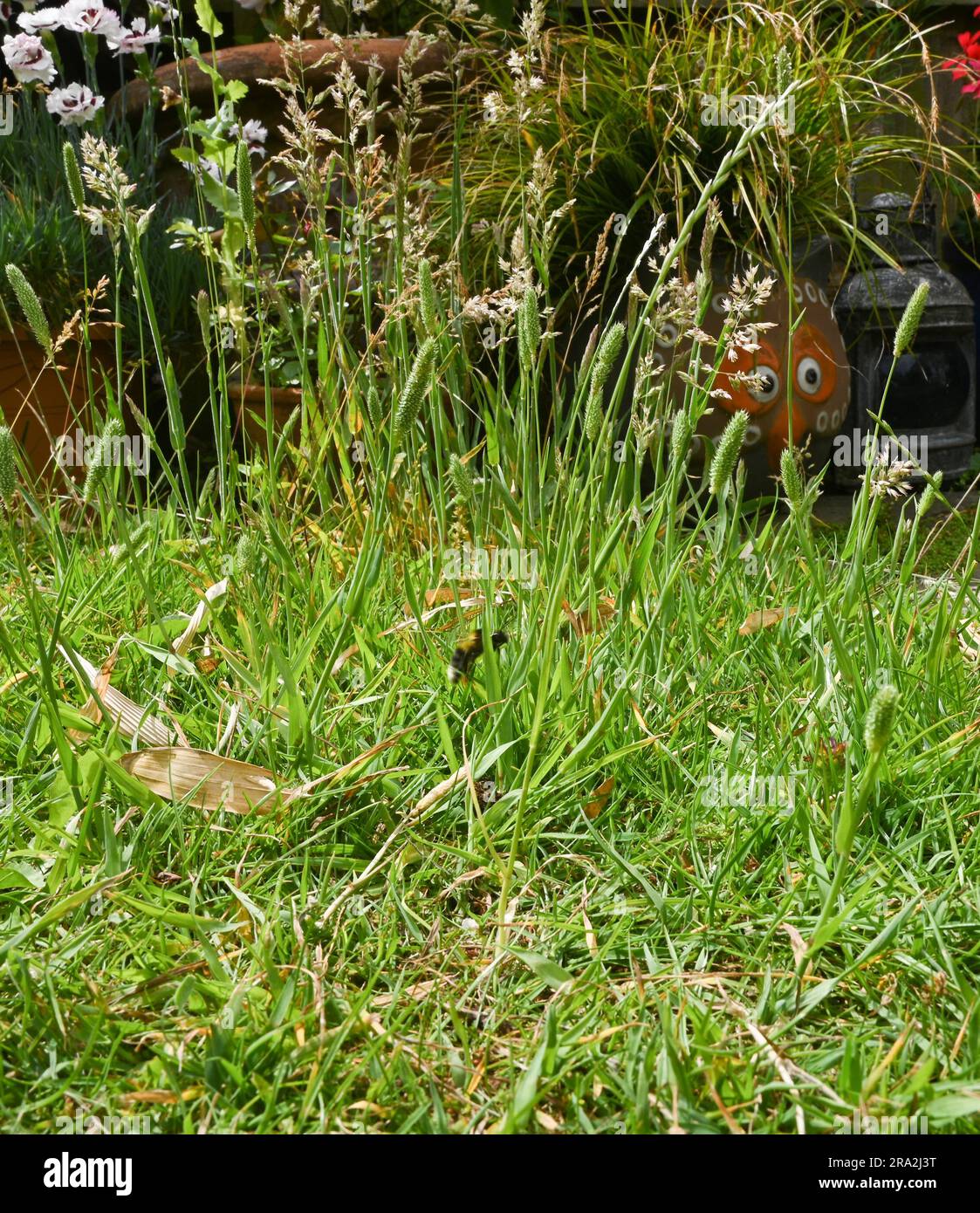 Ein Rasen, der auf natürliche Weise gewachsen ist und nicht gemäht oder gemäht wird, um die Umwelt zu schonen und Insekten zu fördern Stockfoto