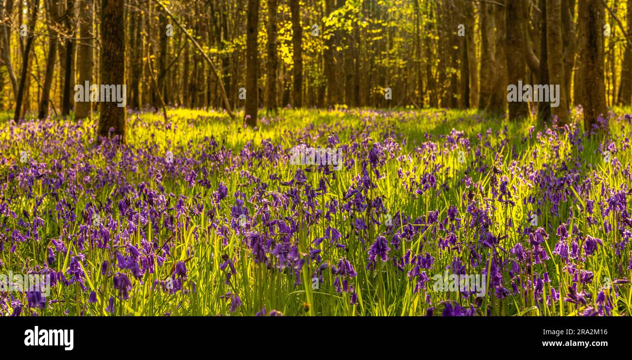 Frankreich, Somme, Crécy-en-Ponthieu, Fôret de Crécy, Wood Hyacinth (Hyacinthoides non-scripta), Wildhyazinth Stockfoto