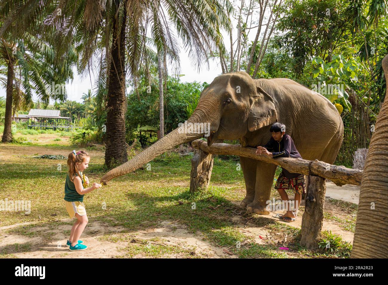 Thailand, Krabi Provinz, KohLanta yai Insel, Lanta Elephant Sanctuary, Kind füttert einen Elefanten Stockfoto