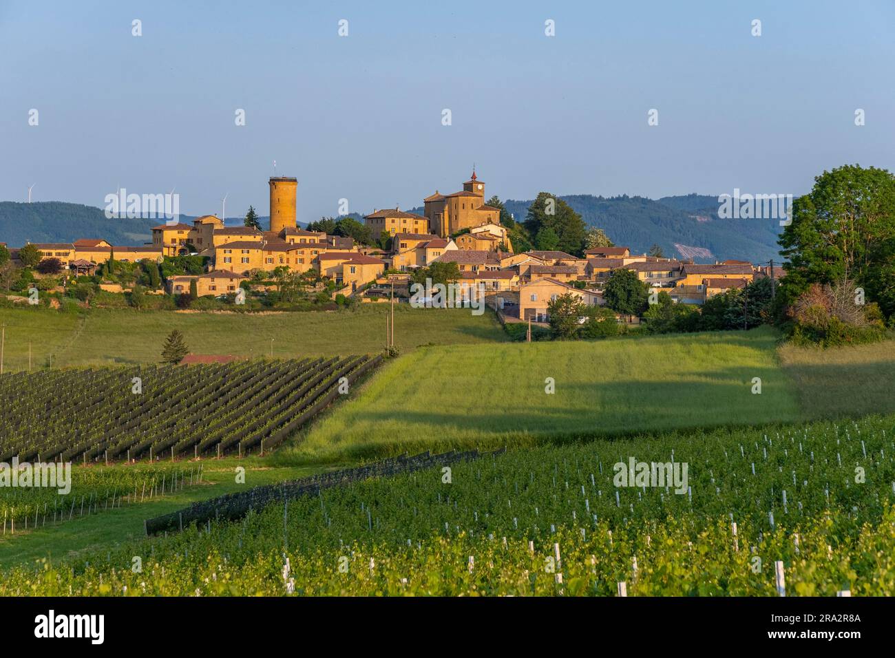 Frankreich, Rhone, das mittelalterliche Dorf Oingt, das als die schönsten Dörfer Frankreichs bezeichnet wird, die Kirche Saint Matthieu und der Turm aus dem 15. Jahrhundert, Pays des Pierres dorees, Beaujolais Stockfoto