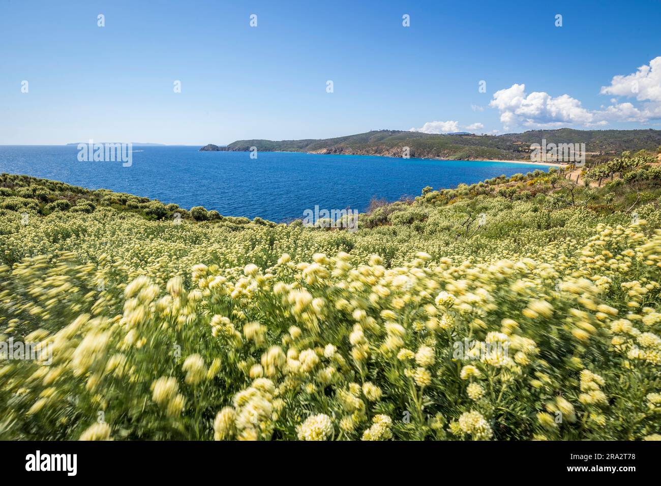 Frankreich, Var, Halbinsel Saint-Tropez, Croix-Valmer, Briande Bay und Cap Lardier von der Halbinsel Cap Taillat aus gesehen, bedeckt mit Jupiters Bart (Anthyllis barba-jovis), der durch den Wind aufgewühlt wird Stockfoto