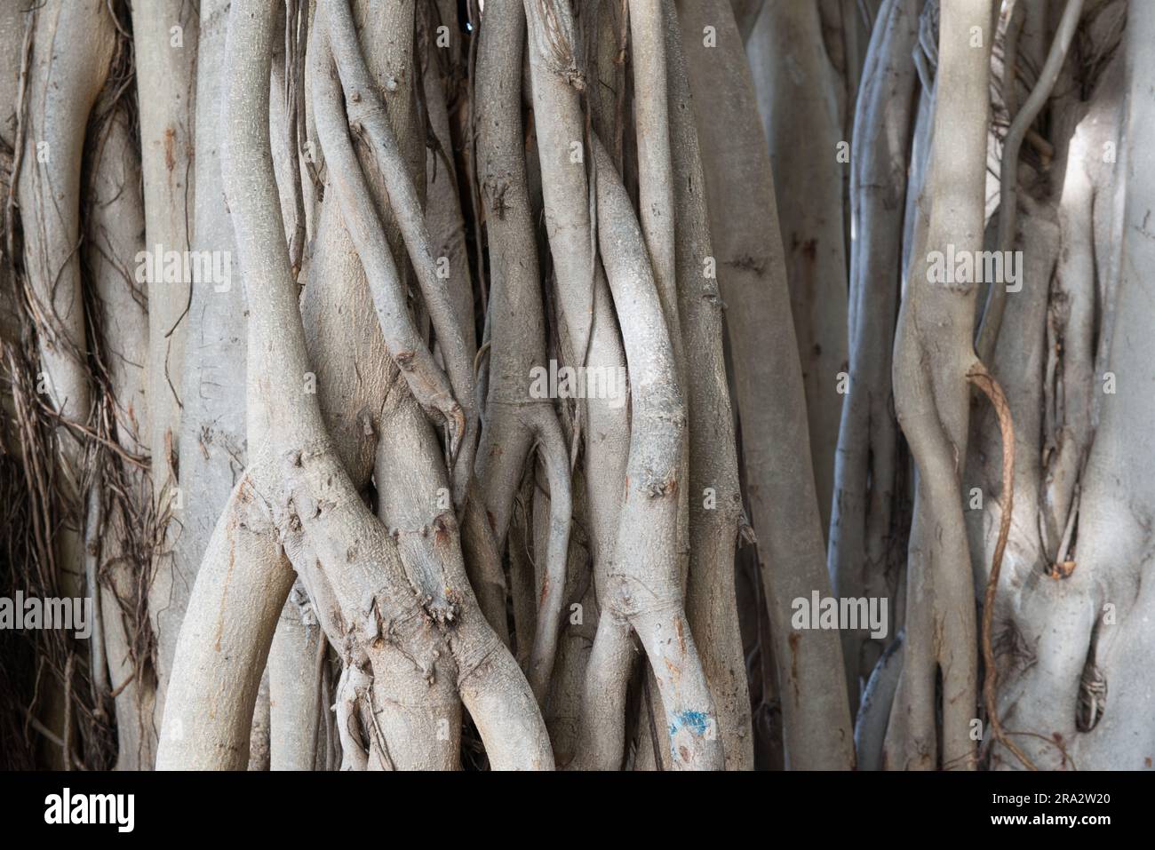 Ein Blick aus nächster Nähe auf verschiedene Wurzeln, die eher wie Zweige eines hawaiianischen Banyan-T-Shirts in einem Honolulu Park aussehen. Stockfoto