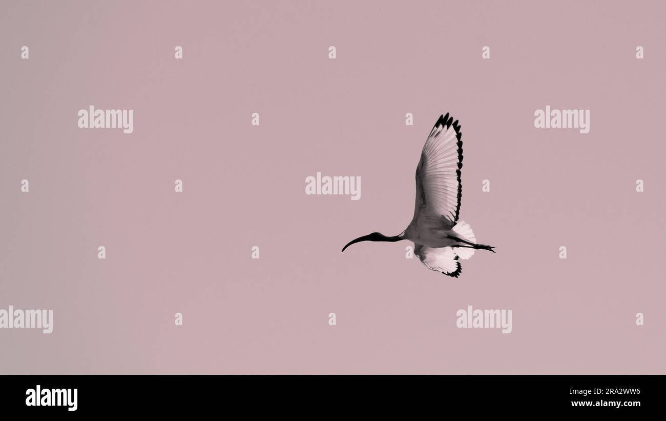 Schwarzer Ibis (Threskiornis Grey) auf Einzelflug (Whiteandblack), Italien Stockfoto