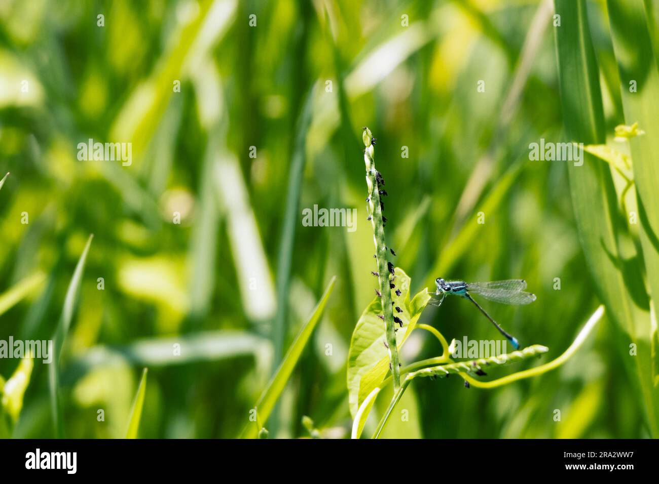 Azurlibelle, die sich an ein Blatt klammert, Italien Stockfoto