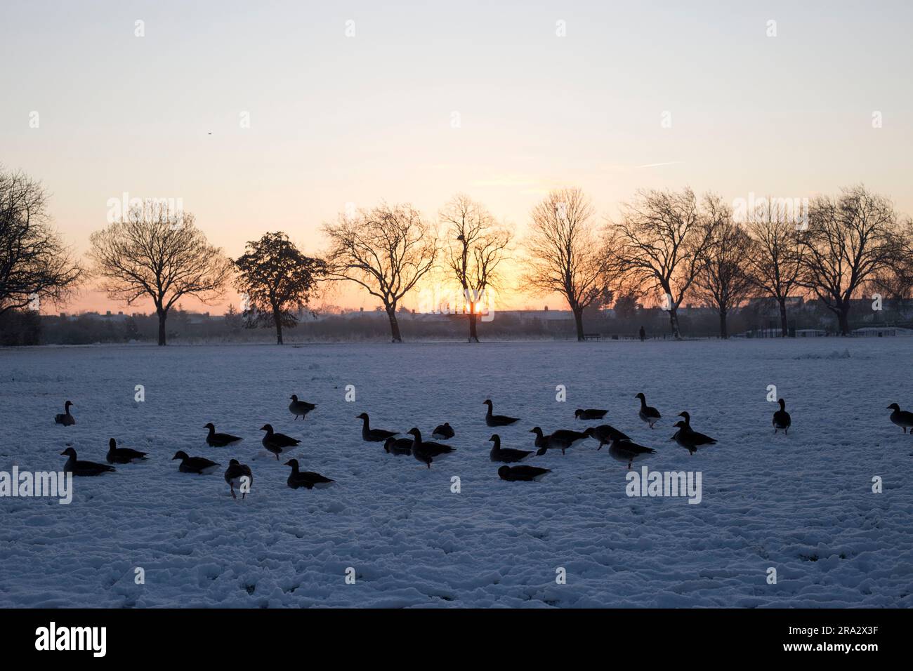 Ein schneebedeckter Park in Ilford, East London. Stockfoto