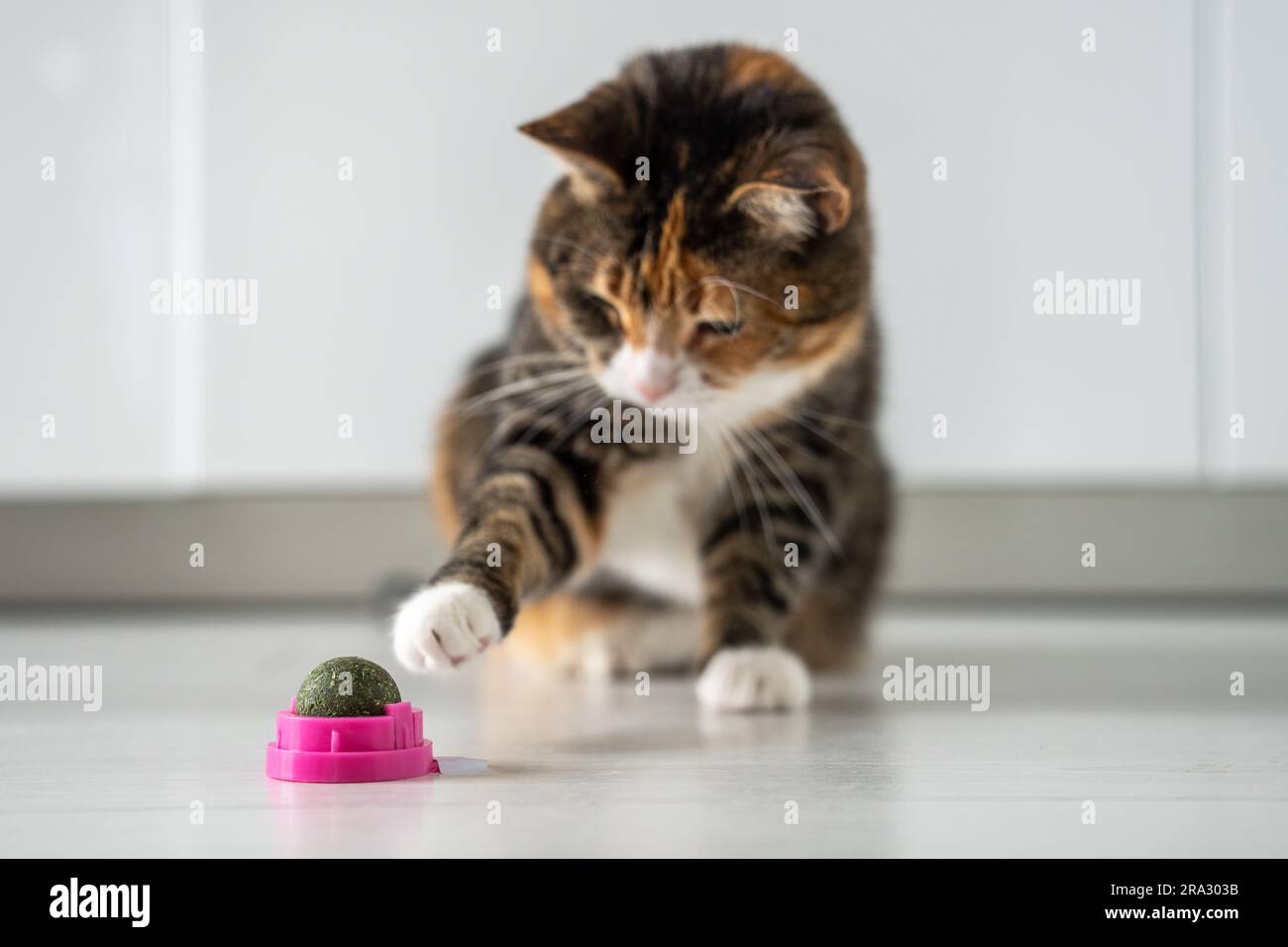 Bunte Katzenspiele mit dem Ball aus dunkelgrüner Katzenminze oder Katzenwurz zieht die Pfote in Richtung Katzenminze. Stockfoto