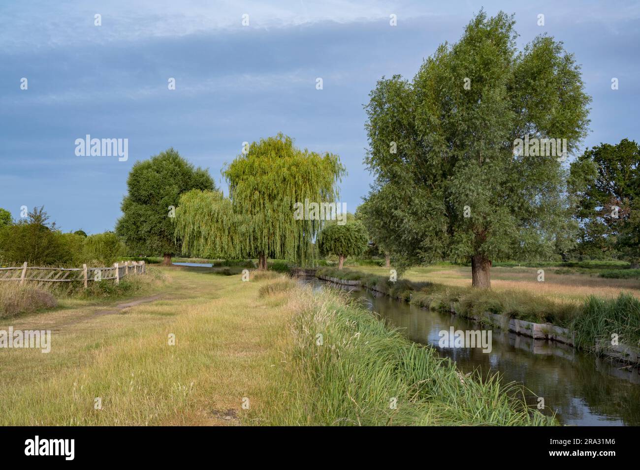 Trüber Morgensonne im Bushy Park UK mitten im Sommer Stockfoto