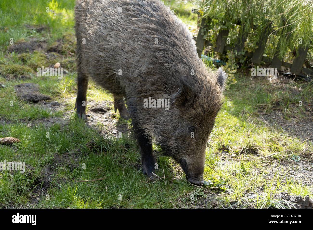 Wildschwein. Sus scrofa, großes Wildschwein oder Schwein. Stockfoto