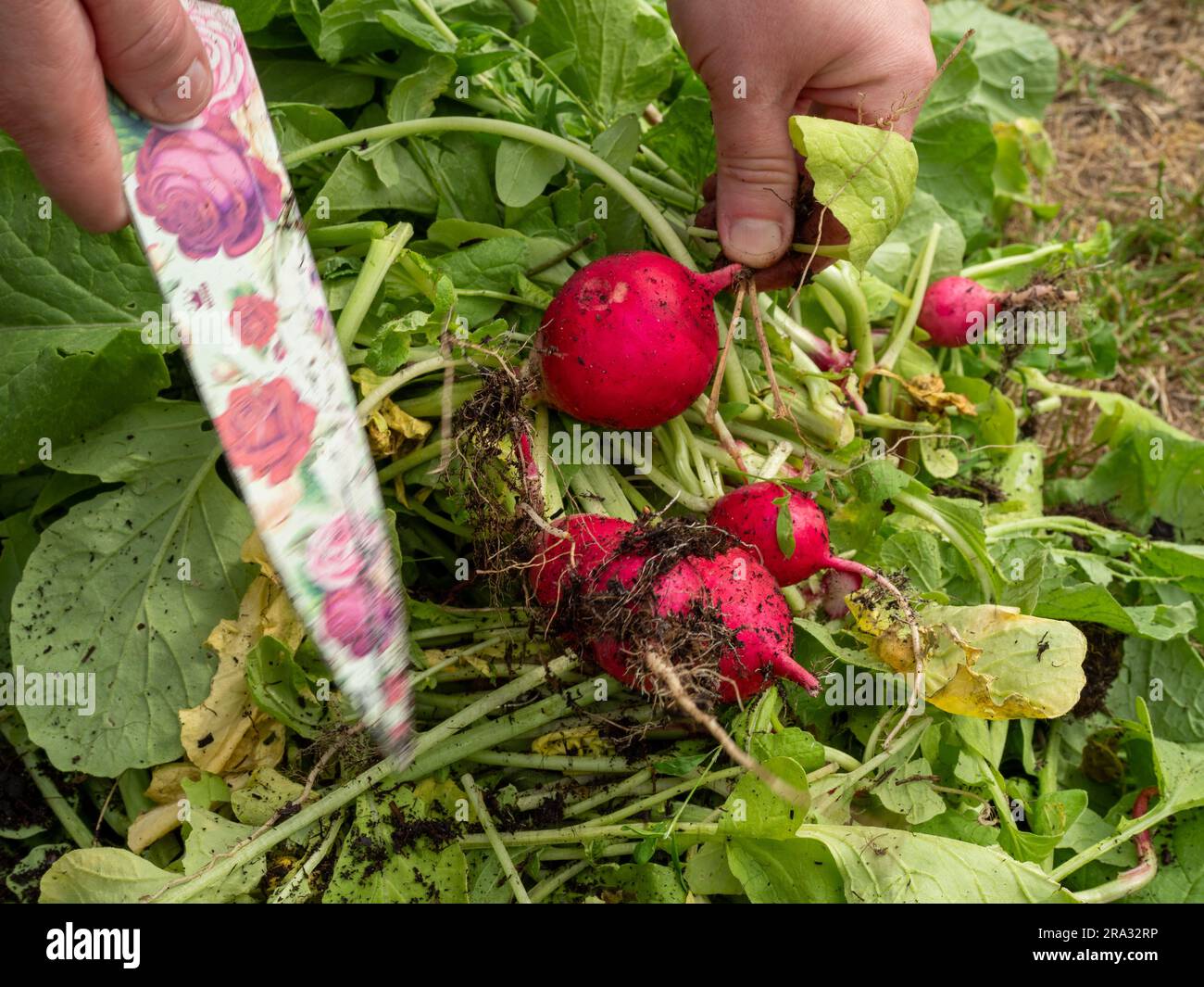 Radieschen aus dem Garten ernten. Rettich-Nahaufnahme. Stockfoto