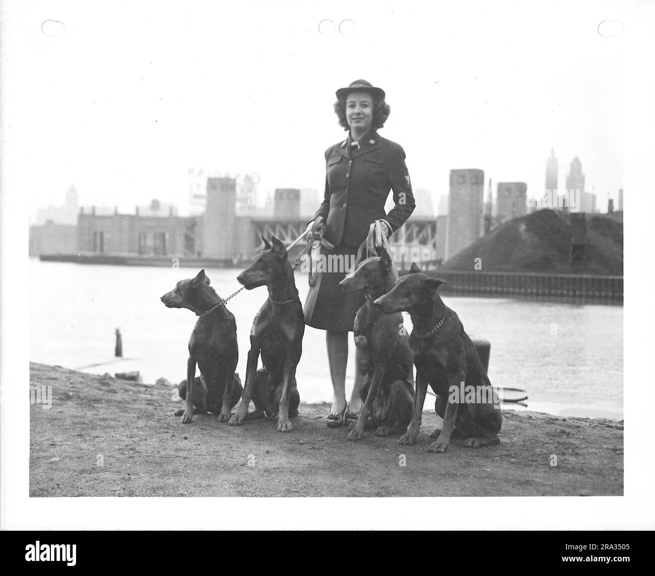 Foto einer Frau in Militäruniform, die vier Hunde auf Leashes hält. Stockfoto