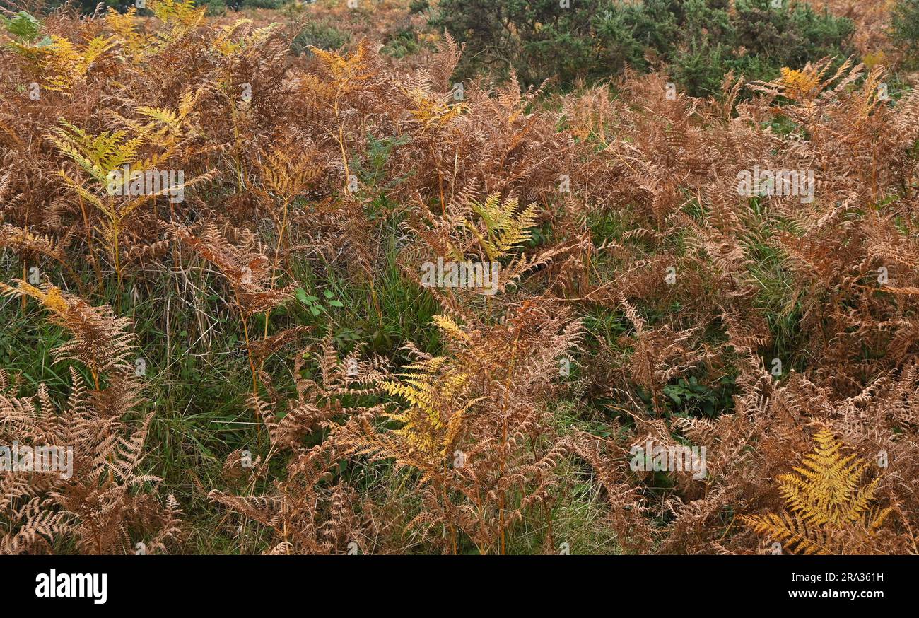 Farne in Herbstfarbe Stockfoto