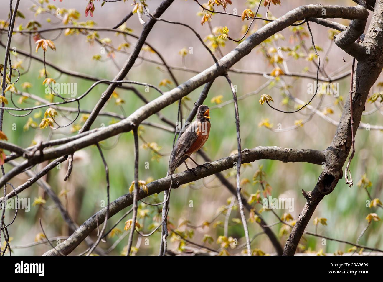 Ein amerikanisches Rotkehlchen auf einem Ast eines Baumes, das sein fröhliches Lied singt Stockfoto