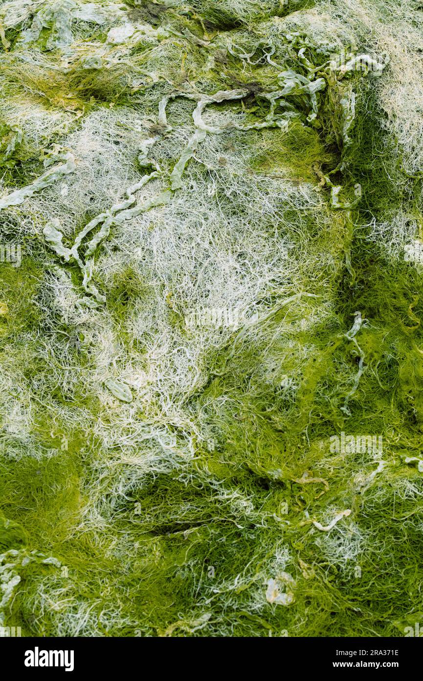 Matte aus Trocknung und getrockneten Algen und Algen, England, Vereinigtes Königreich Stockfoto