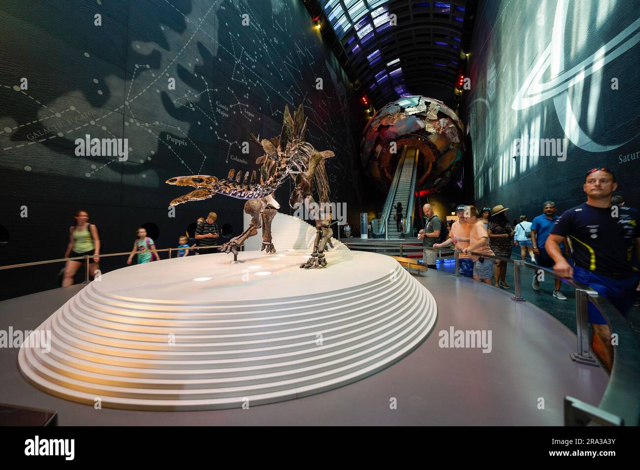 Natural History Museum in London, Inneneinrichtung des Museums mit Dinosaurierskeletten. Dippy ist der berühmteste. Hope, das Walskelett ist auch beliebt. Stockfoto