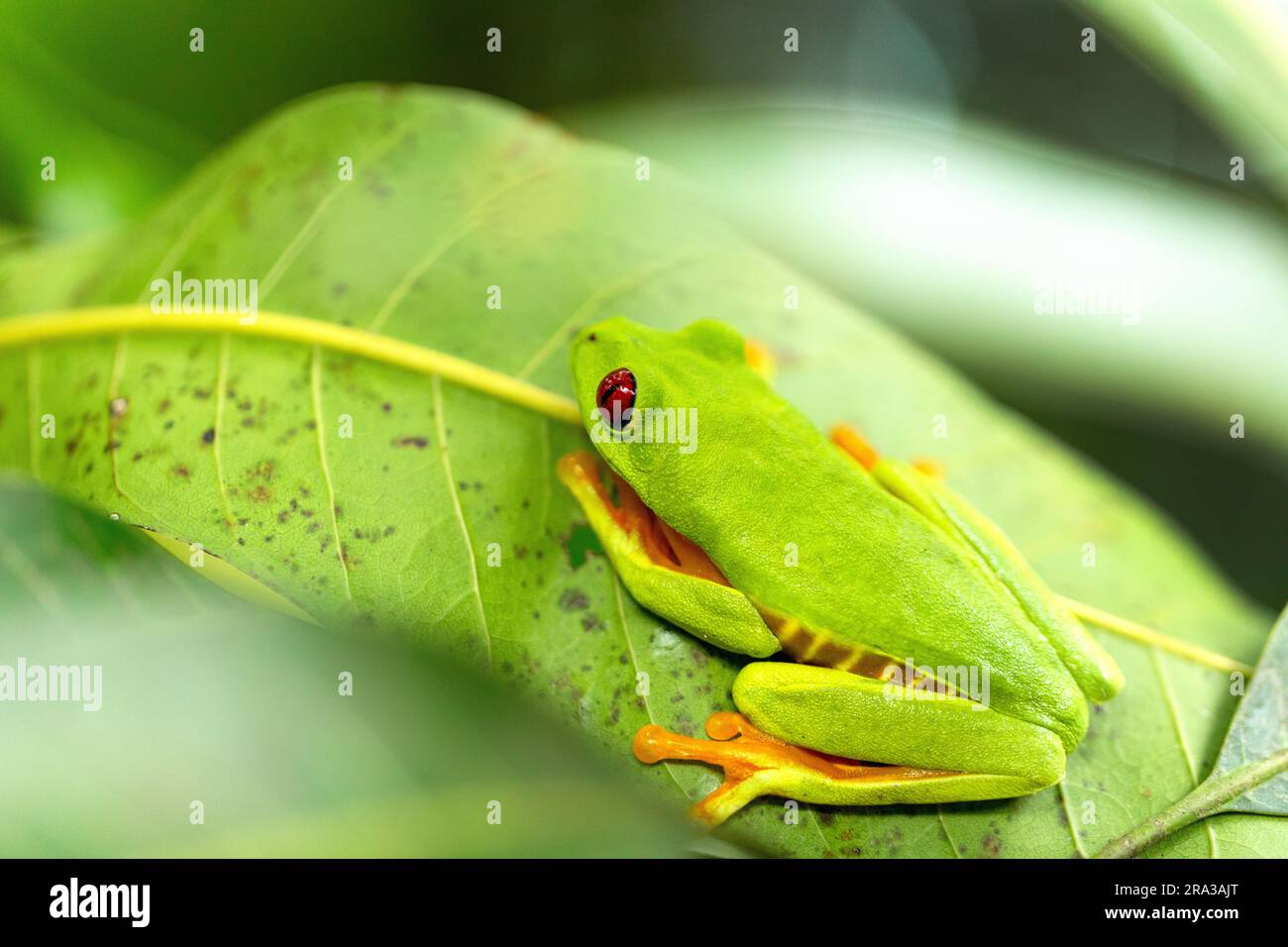 Tropischer grüner Frosch in grünem Blatt aus dem tropischen Wald Stockfoto