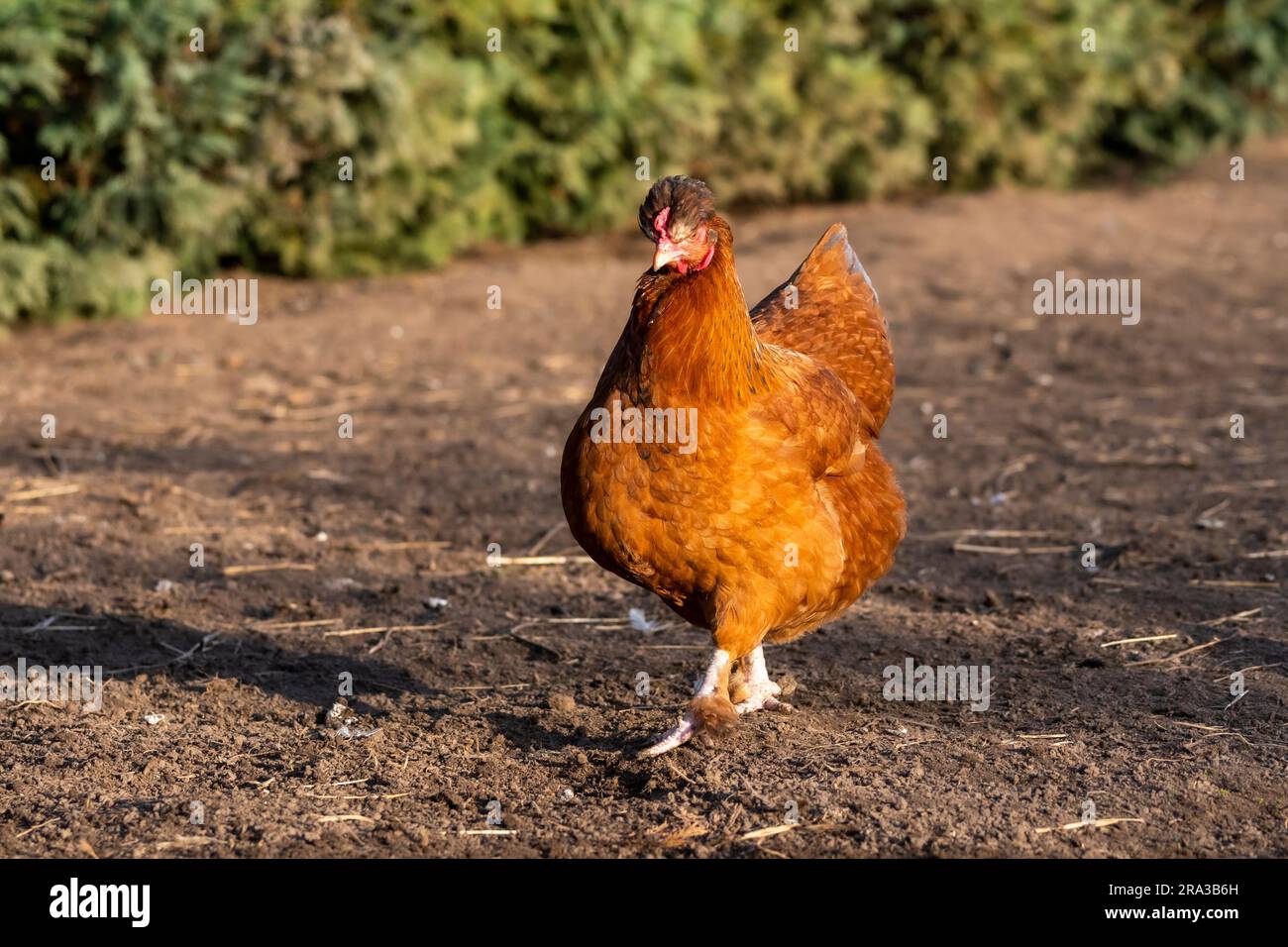 Ein Altsteirer-Hühnchen aus Freilandhaltung mit einem typischen Wappen. Naturhintergrund. Stockfoto