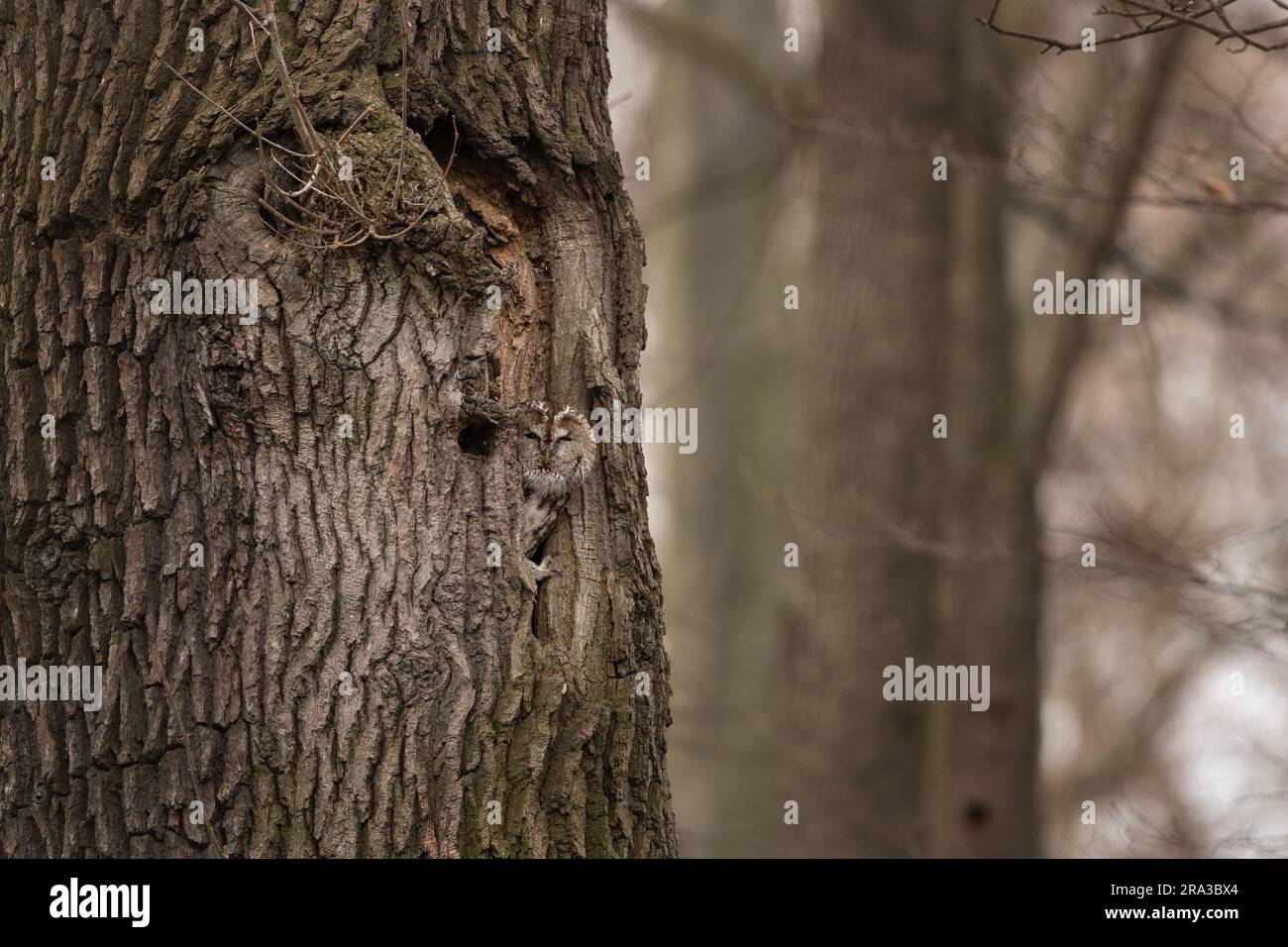 Tawny Eule guckt aus dem Loch. Eulen im Winterwald. Ein geheimes Raubtier in der Haut. Europäischer Charakter. Stockfoto