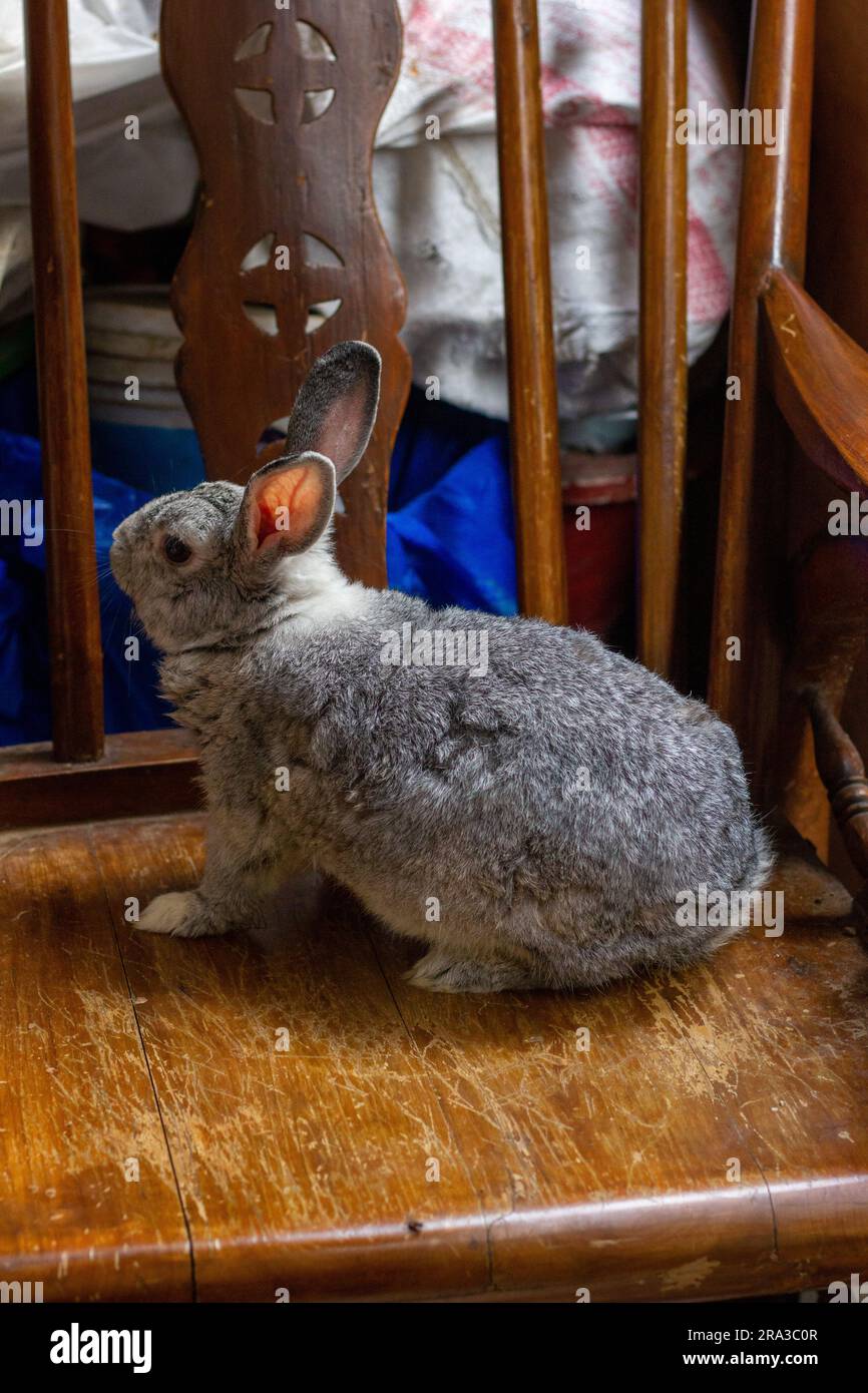 Der Riesen-Chinchilla-Hase, der aus verschiedenen Blickwinkeln posiert. Stockfoto