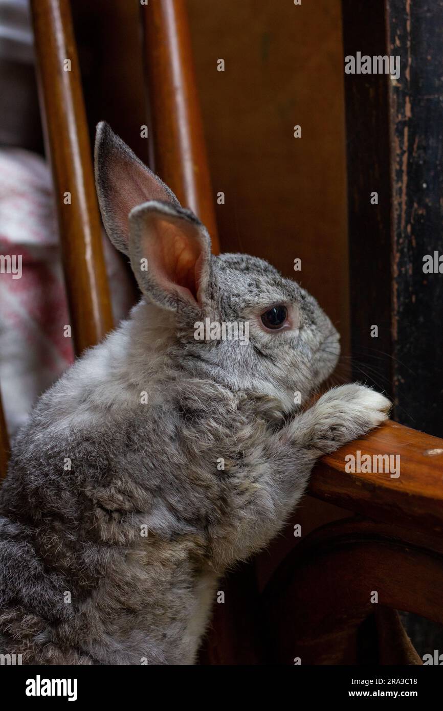 Der Riesen-Chinchilla-Hase, der aus verschiedenen Blickwinkeln posiert. Stockfoto