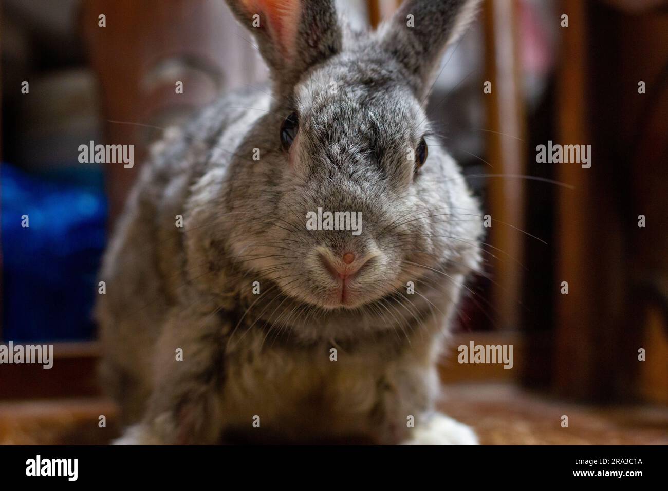 Der Riesen-Chinchilla-Hase, der aus verschiedenen Blickwinkeln posiert. Stockfoto