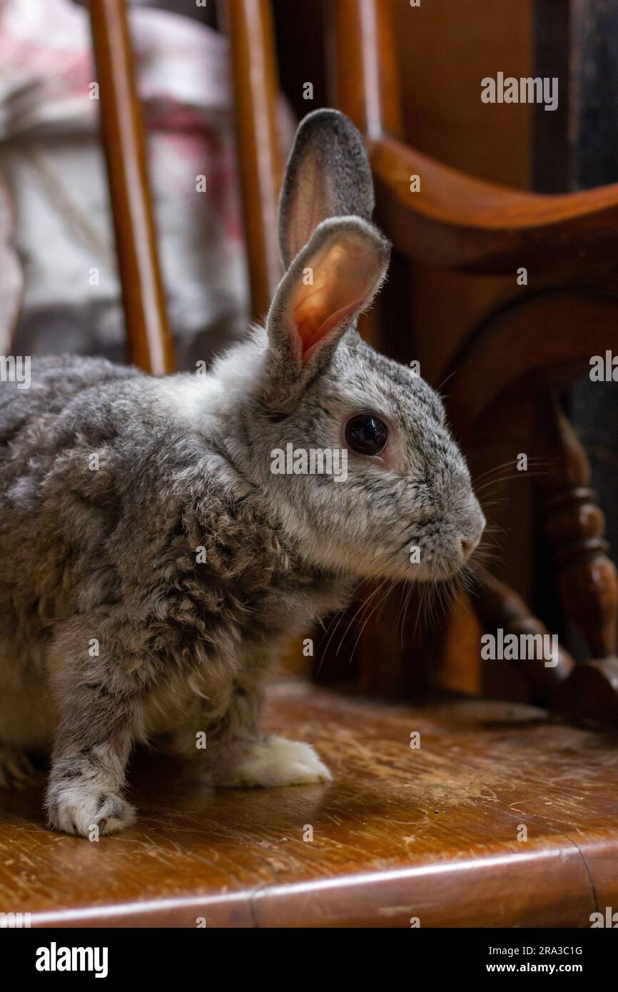 Der Riesen-Chinchilla-Hase, der aus verschiedenen Blickwinkeln posiert. Stockfoto