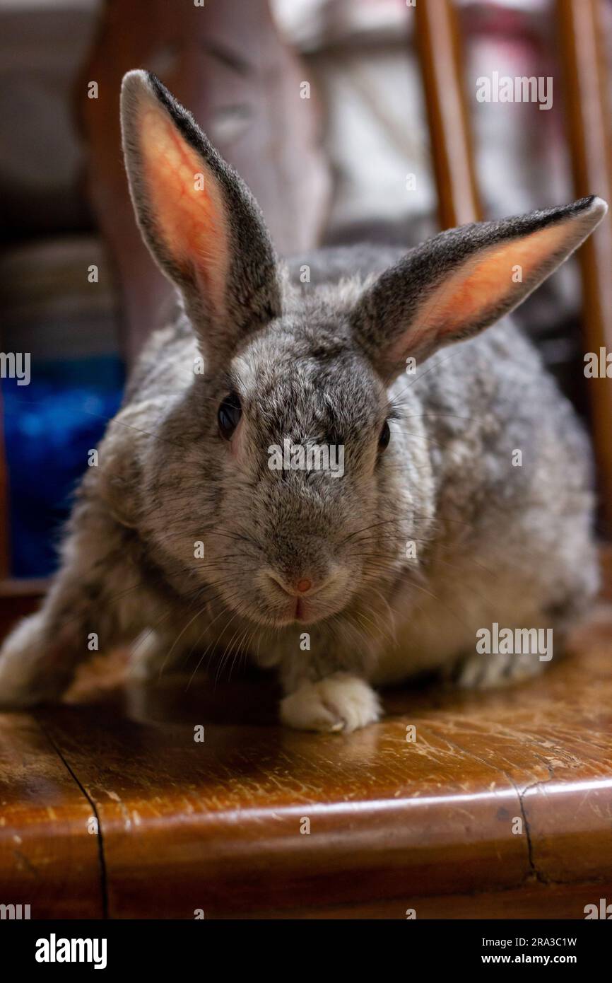 Der Riesen-Chinchilla-Hase, der aus verschiedenen Blickwinkeln posiert. Stockfoto