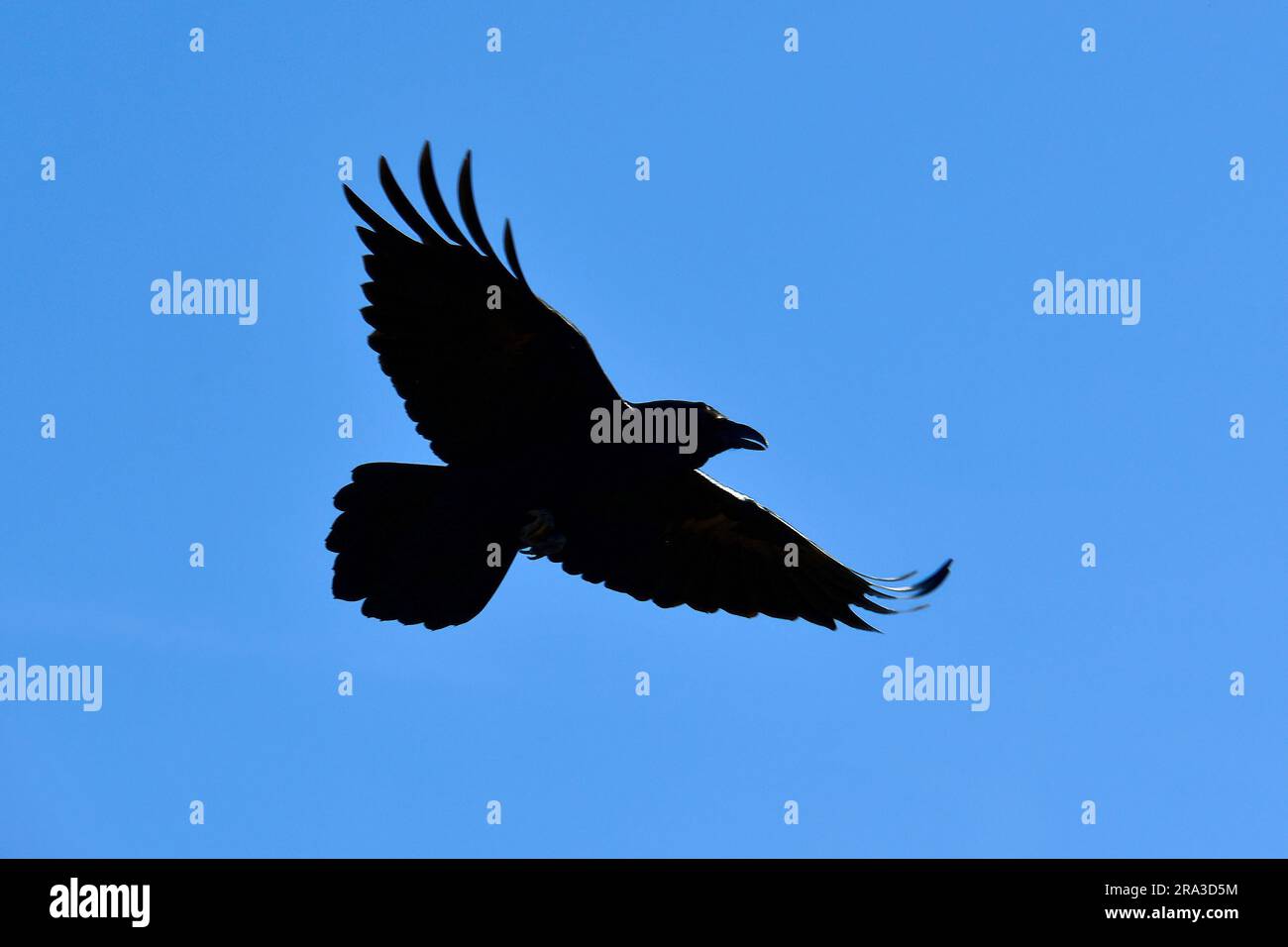 Raben, Kolkrabe, Grand Corbeau, Corvus corax, Holló, Grand Canyon, Grand Canyon-Nationalpark, Arizona, USA, Nordamerika Stockfoto