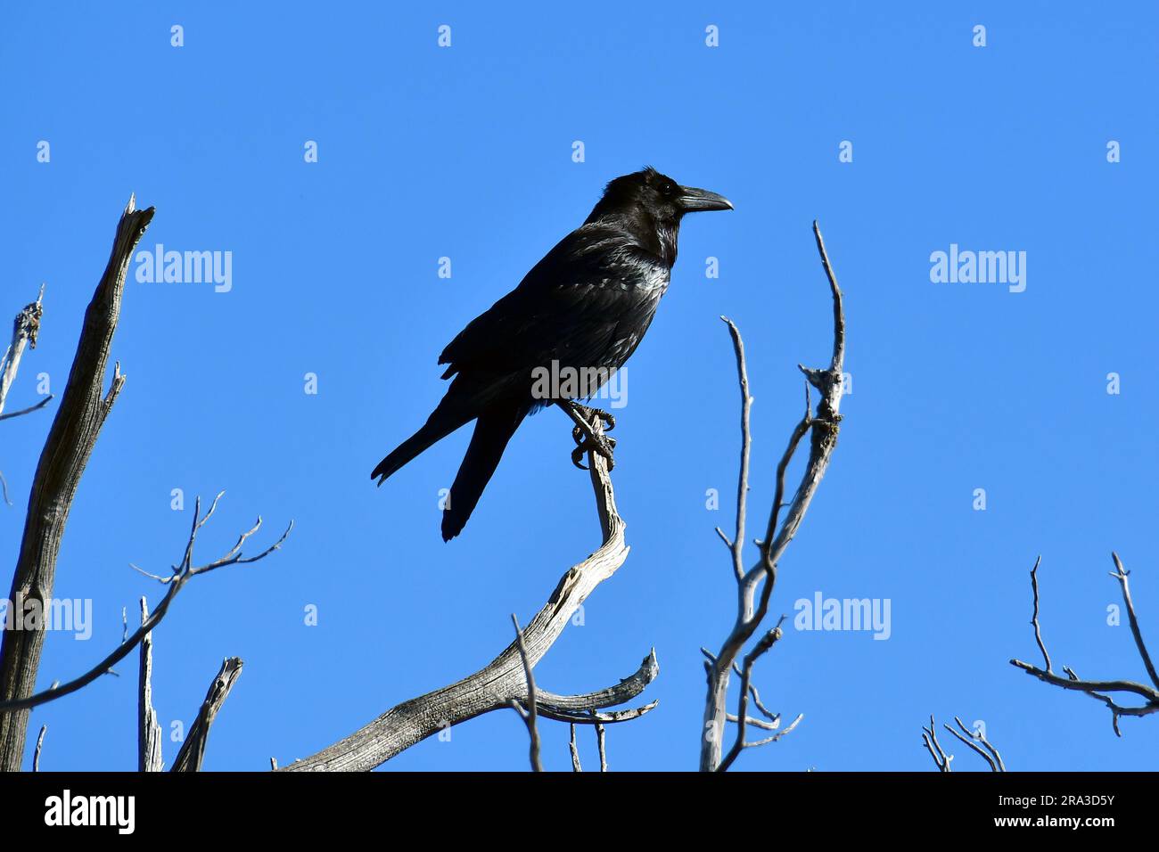 Raben, Kolkrabe, Grand Corbeau, Corvus corax, Holló, Grand Canyon, Grand Canyon-Nationalpark, Arizona, USA, Nordamerika Stockfoto