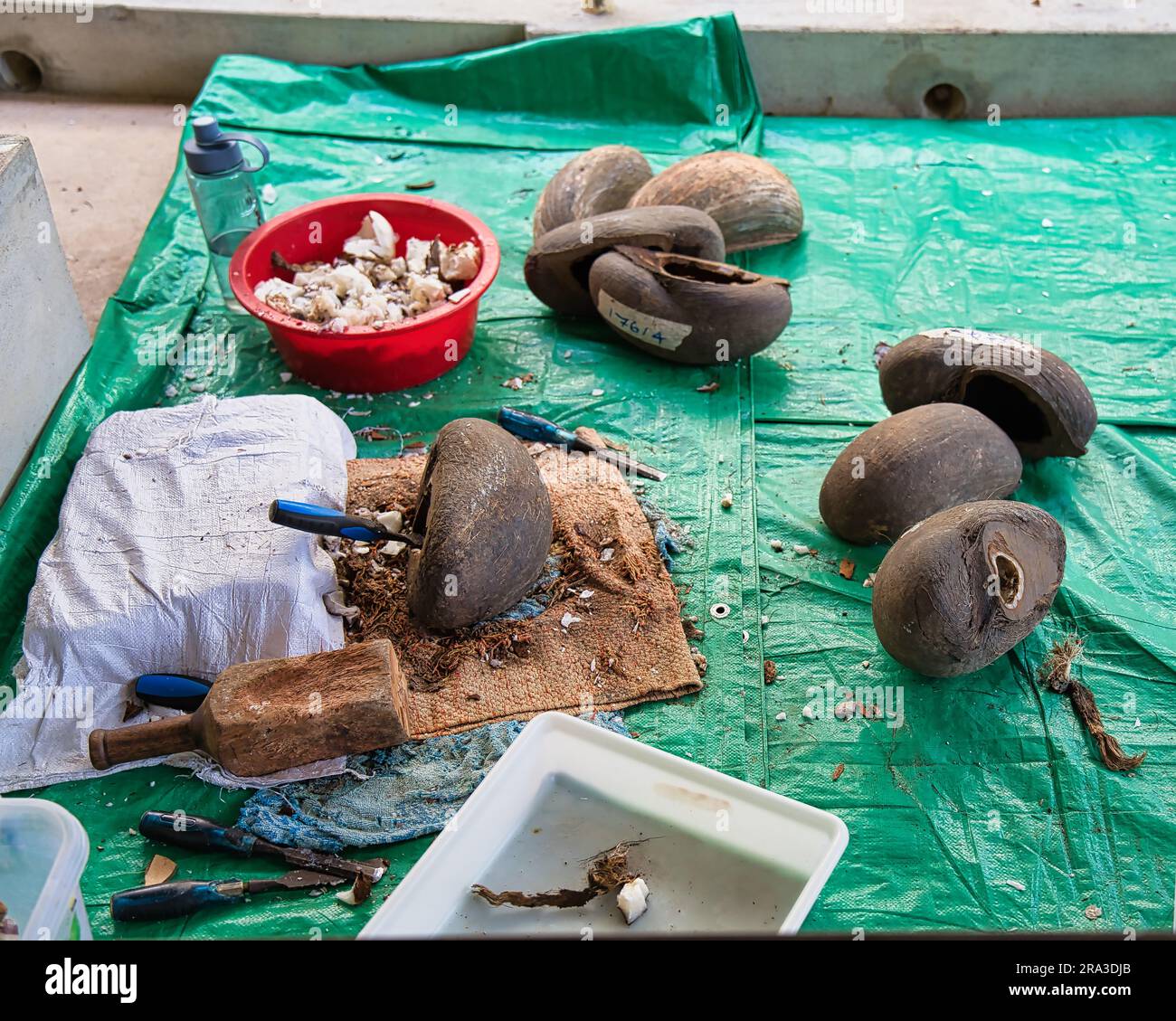 Fabrik der Coco de mer-Kollektionen, halbgeschnittener Coco de mer, Werkzeuge, mit denen das pflanzliche Elfenbein (Fleisch) in der Coco de mer-Schale entfernt wird, Mahe Stockfoto